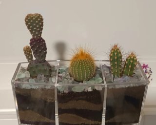 Maceta con plantas, Cactus