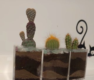 Maceta con plantas, Cactus