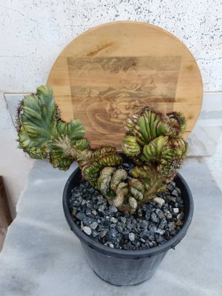 Cereus peruvianus crestata cv. Coral