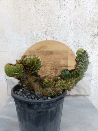 Cereus peruvianus crestata cv. Coral