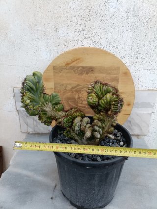 Cereus peruvianus crestata cv. Coral