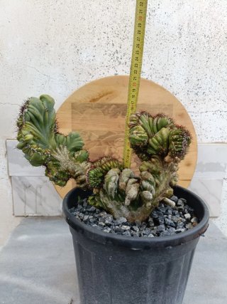 Cereus peruvianus crestata cv. Coral