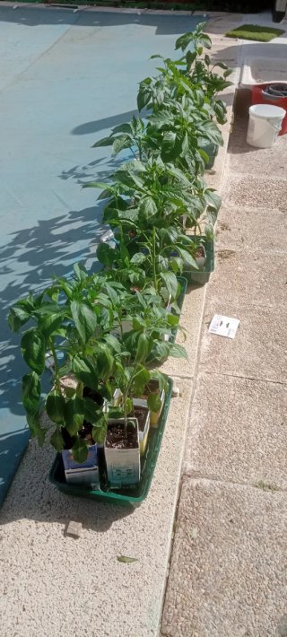 Plantas de chile mexicano con flor