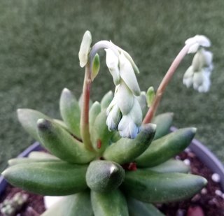 Planta suculenta crestada