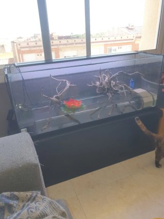 9kg Piedras para acuario de peces