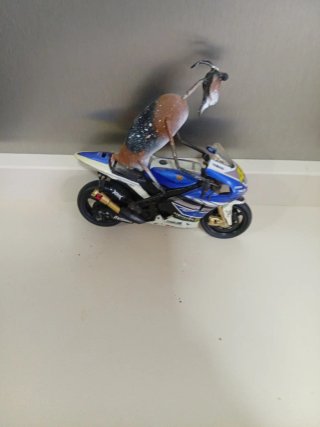 Moto Decoración Cabra