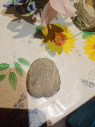 Fósil Erizo de Mar