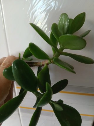 Árbol de Jade - Planta con Raíces