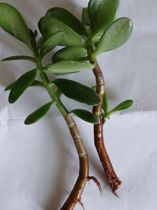 Árbol de Jade - Planta con Raíces