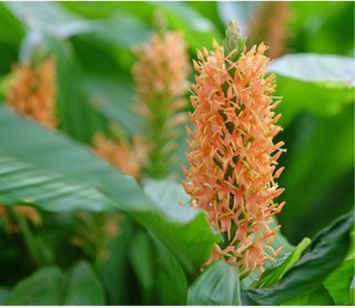 Rizoma di Hedychium Densiflorum - Ginger