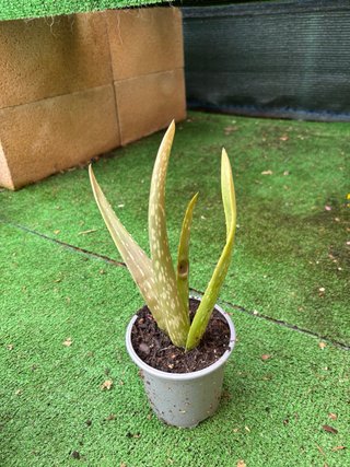 Planta Aloe Vera en Maceta