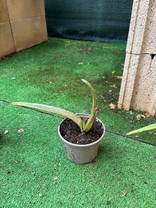 Planta Aloe Vera en Maceta