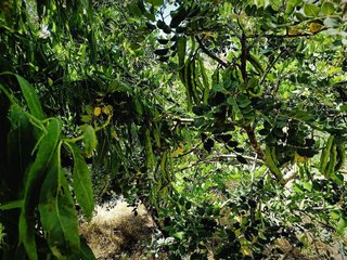 Terreno en venta en Canillas de Aceituno