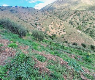 Terreno en venta en Canillas de Aceituno