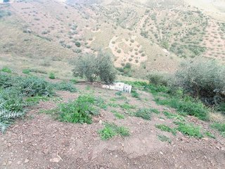 Terreno en venta en Canillas de Aceituno
