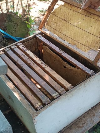 Pack 5 Colmenas Apicultura