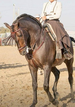 Traje de amazona beige y marrón