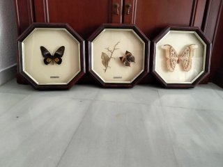 Cuadro Mariposa Madera y Cristal 25€ cada uno