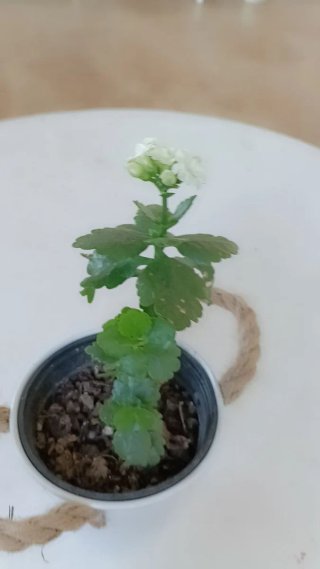 Suculenta