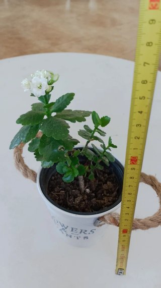 Suculenta