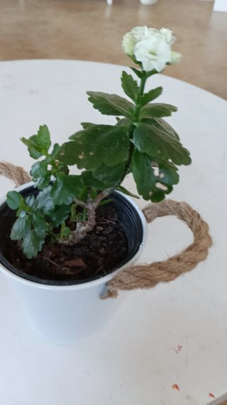 Suculenta