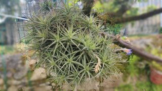 Clavel de aire - Plantas aéreas