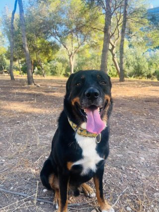 Collare antifuga per cani