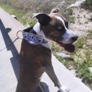 Collare antifuga per cani