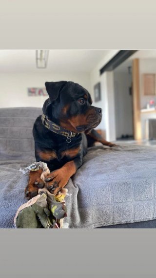 Collare antifuga per cani