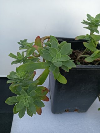 Planta sedum en maceta negra