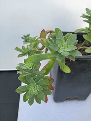 Planta sedum en maceta negra