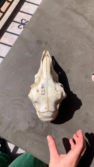 Craneo Anatómico Para Veterinarios.