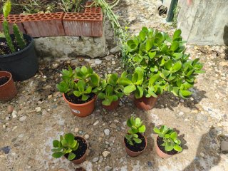 6 macetas de Árbol de Jade