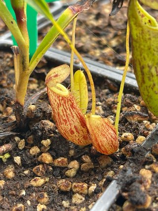 Nepenthes Glabrata Planta Carnívora