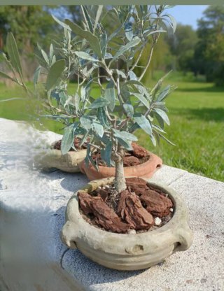 Mini Ulivo Bonsai in Vaso Terracotta