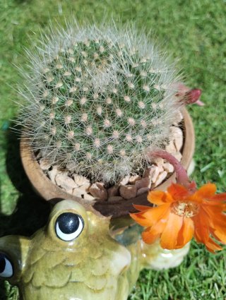 Rebutia muscula en maceta