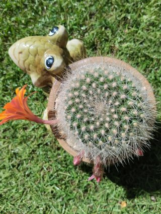 Rebutia muscula en maceta