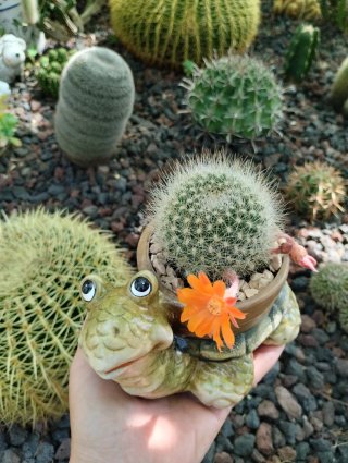 Rebutia muscula en maceta