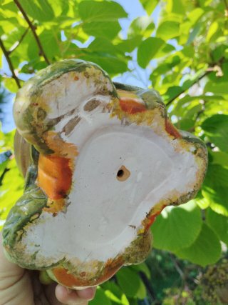 Rebutia muscula en maceta