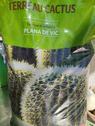 Rebutia muscula en maceta