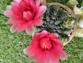 Gymnocalycium baldianum en maceta