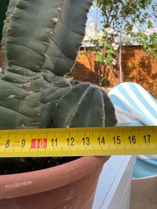 Cactus grande en maceta