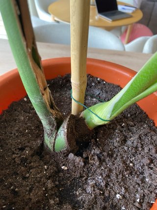 Monstera Deliciosa Planta Grande