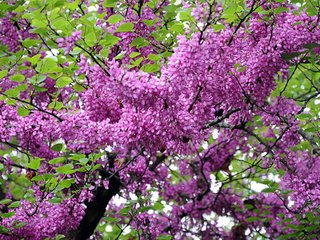 Cercis x 1