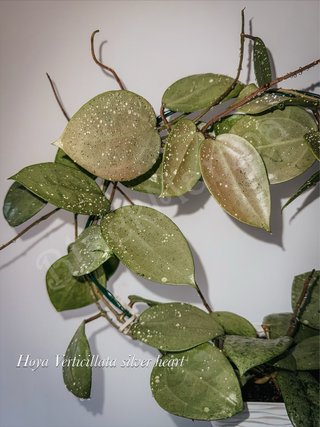 Hoya Verticillata Silver Heart
