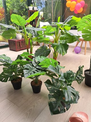 Planta Pothos Florero 90cm