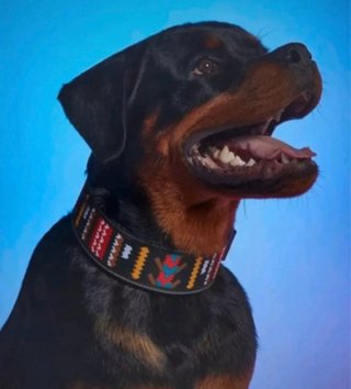 Collar para perro con diseño étnico