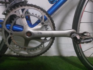 Olmo clasica