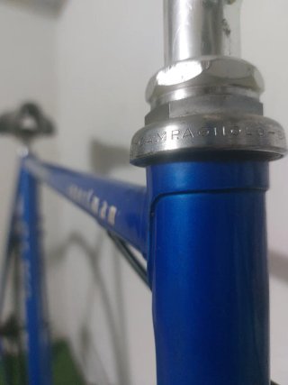 Olmo clasica