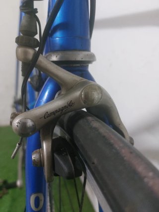 Olmo clasica